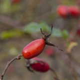 Herbst in der Dellbr&uuml;cker Heide