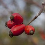 Herbst in der Dellbr&uuml;cker Heide