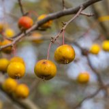 Herbst in der Dellbr&uuml;cker Heide