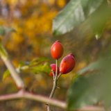 Herbst in der Dellbr&uuml;cker Heide