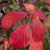 Herbst in der Dellbr&uuml;cker Heide