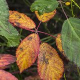 Herbst in der Dellbr&uuml;cker Heide