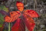 Herbst in der Dellbr&uuml;cker Heide