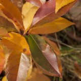 Herbst in der Dellbr&uuml;cker Heide
