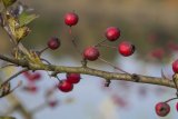 Herbst in der Dellbr&uuml;cker Heide