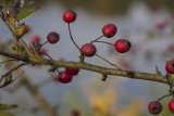 Herbst in der Dellbr&uuml;cker Heide
