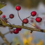 Herbst in der Dellbr&uuml;cker Heide