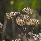 Herbst in der Dellbr&uuml;cker Heide